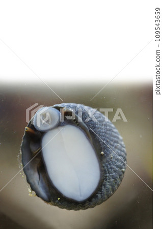 Smiling face of Shittaka shellfish (Bateira) 109543659