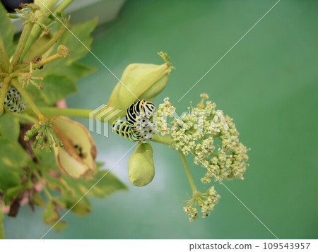 黃色燕尾幼蟲，第五齡，吃明日葉葉子 109543957