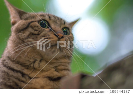 A cute stray cat living in a Japanese forest with beautiful sunlight filtering through the trees. A cute stray cat living in a Japanese forest with beautiful sunlight filtering through the trees. 109544187