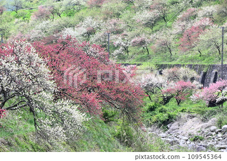 開花在花桃子村莊的花桃子 開花在花桃子村莊的花桃子 109545364