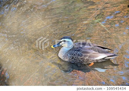 鴨 109545434