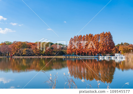 秋季莊內綠地公園(愛知縣名古屋市) 秋季莊內綠地公園(愛知縣名古屋市) 109545577