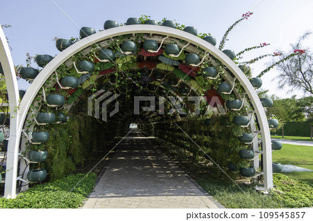 Qatar, Doha, tunnel of greenery and umbrellas for shade at the Corniche metro station. 109545857