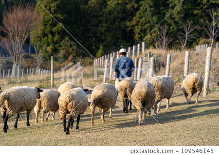 sheep and shepherd 109546145