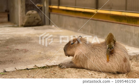 水豚和松鼠猴 109546150