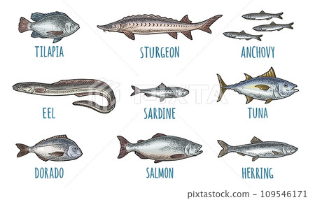 Whole fresh different types fish. Vector engraving vintage illustration 109546171
