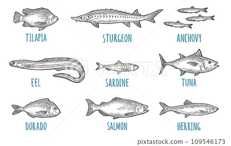 Whole fresh different types of fish. Vector engraving Whole fresh different types of fish. Vector engraving 109546173