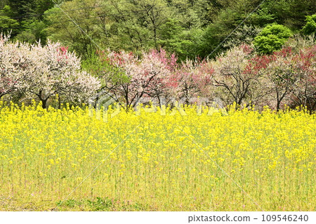 Nanohana field, peach blossoms 109546240