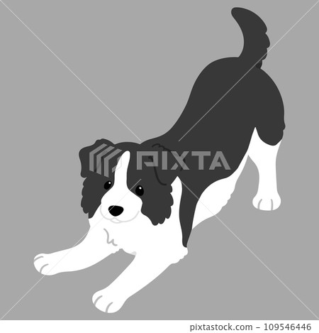 A simple and cute illustration of a border collie that invites you to play.No main line. A simple and cute illustration of a border collie that invites you to play.No main line. 109546446