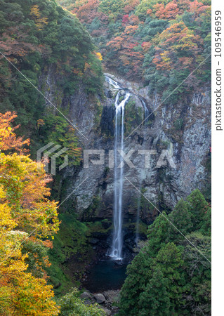 Autumn leaves and Fukino Falls 109546959
