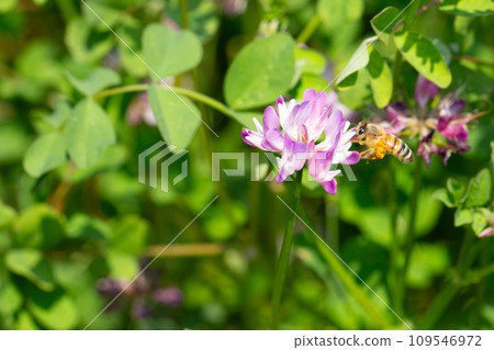 Lotus grass and bee Lotus grass and bee 109546972