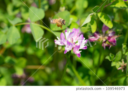 Lotus grass and bee Lotus grass and bee 109546973