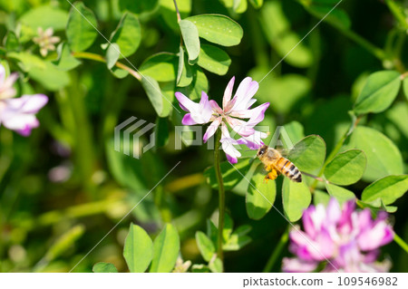 蓮花草和蜜蜂 蓮花草和蜜蜂 109546982