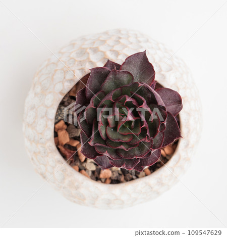 Echeveria Hanaikada Succulent houseplant rosette top view Echeveria Hanaikada Succulent houseplant rosette top view 109547629