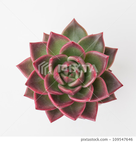 Echeveria Shallot flower rosette succulent isolated on white background 109547646