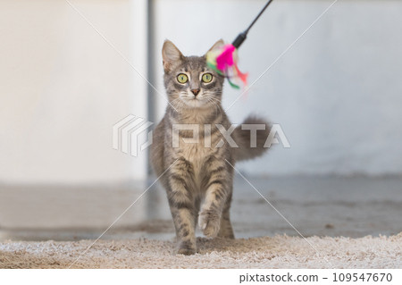 Adorable cat playing feather toy indoor Adorable cat playing feather toy indoor 109547670