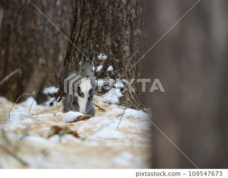 Ezolith在雪地裡 109547673