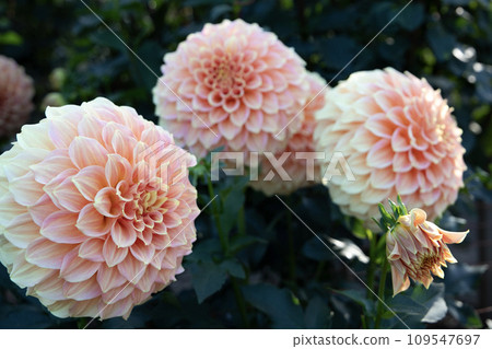 淡橙色大麗花(品種:Brackenthaler) 淡橙色大麗花(品種:Brackenthaler) 109547697