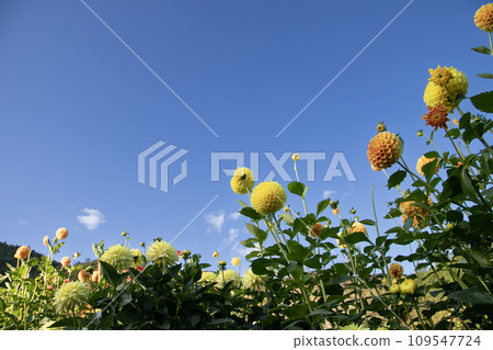 藍天和大麗花花田 109547724