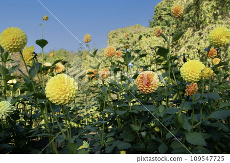 大麗花的花園 109547725