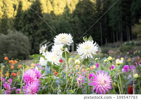 Dahlias blooming in a flower garden in the mountains Dahlias blooming in a flower garden in the mountains 109547783