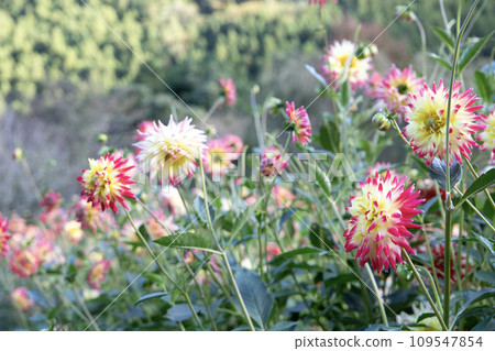 Dahlia's flower garden Dahlia's flower garden 109547854