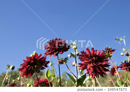 A chic small dahlia blooming against the blue sky (variety: Kurochō) 109547873