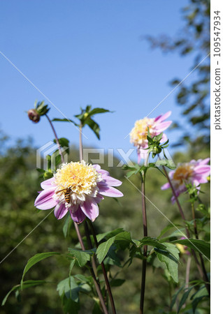 A small dahlia (variety: Alpine Pearl) and a bee blooming against the blue sky 109547934