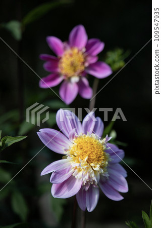 Small purple dahlia (variety: Alpine Pearl) 109547935