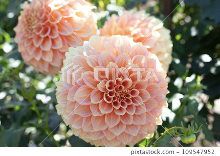 Pale orange dahlia (variety: Brackenthaler) Pale orange dahlia (variety: Brackenthaler) 109547952