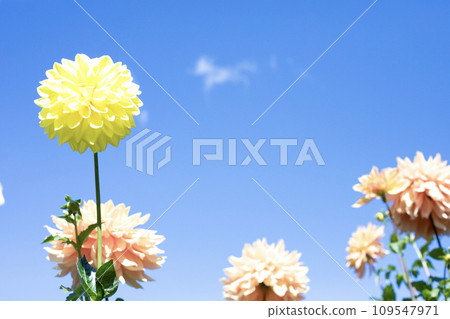 Yellow and orange dahlias blooming against the blue sky (variety: Yellow Crystal, full autumn) Yellow and orange dahlias blooming against the blue sky (variety: Yellow Crystal, full autumn) 109547971