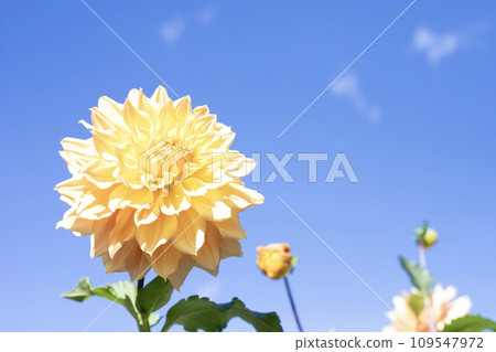 Orange dahlias blooming against the blue sky (variety: Manshu) 109547972