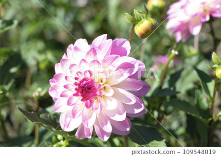 漂亮的粉紅色和白色大麗花（品種：Humming） 109548019