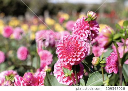 Dark pink round dahlia (variety: Rebecca Lynn) 109548026