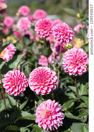 Dark pink round dahlia (variety: Rebecca Lynn) 109548027