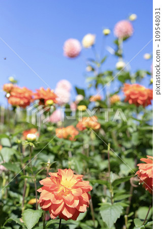 藍天映襯下盛開的橙色大麗花(品種:里山秋) 藍天映襯下盛開的橙色大麗花(品種:里山秋) 109548031