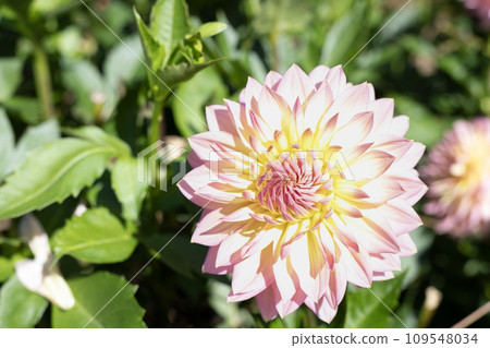 Pale pink and yellow dahlia (variety: Dream Waltz) Pale pink and yellow dahlia (variety: Dream Waltz) 109548034