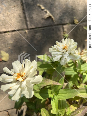 White flower White flower 109548044