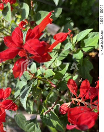 Crimson Salvia Crimson Salvia 109548045