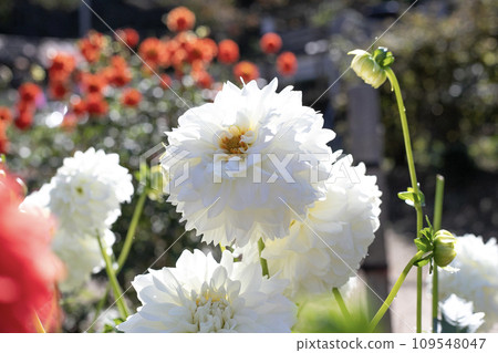 Pure white dahlia in full bloom (variety: Kamakura) Pure white dahlia in full bloom (variety: Kamakura) 109548047