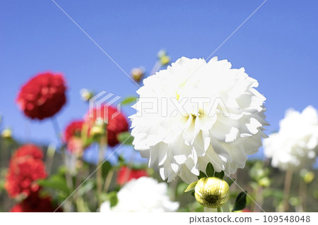 Pure white dahlias blooming against the blue sky (variety: Kamakura) Pure white dahlias blooming against the blue sky (variety: Kamakura) 109548048