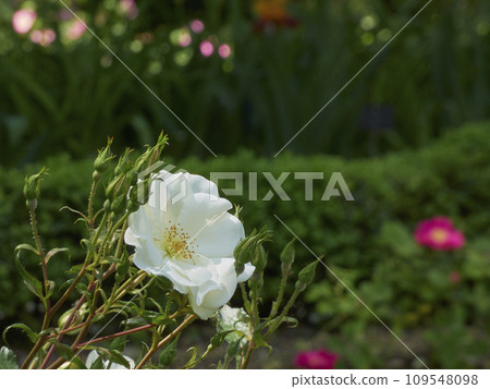 colorful flowers in a natural outdoor environment colorful flowers in a natural outdoor environment 109548098