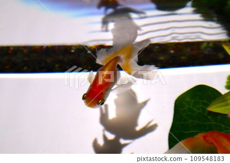 可愛的金魚 可愛的金魚 109548183
