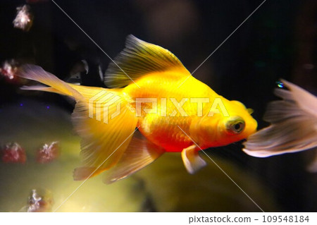 金魚在水族館裡游泳 金魚在水族館裡游泳 109548184