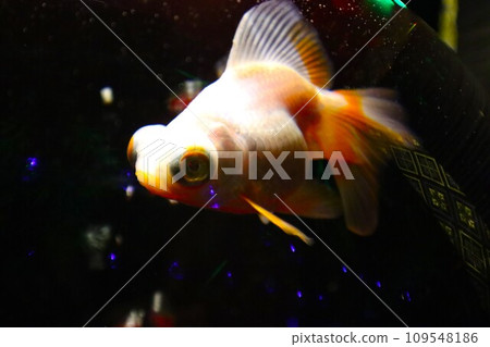 金魚在水族館裡游泳 金魚在水族館裡游泳 109548186