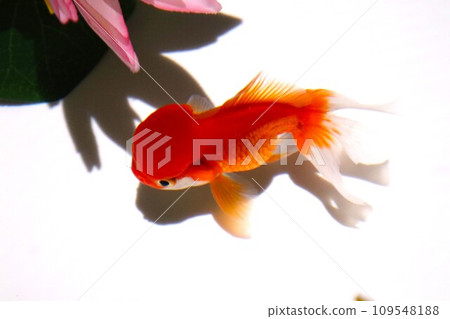 游泳金魚 游泳金魚 109548188