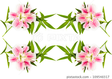 Pink lily flowers isolated on a white . Free space for text. Collage. Pink lily flowers isolated on a white . Free space for text. Collage. 109548317
