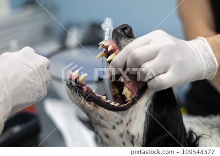 A veterinary anesthesiologist uses a laryngoscope to place an endotracheal tube in a dog before surgery. Preparing your pet for connection to a gas anesthesia and ventilator apparatus. A veterinary anesthesiologist uses a laryngoscope to place an endotracheal tube in a dog before surgery. Preparing your pet for connection to a gas anesthesia and ventilator apparatus. 109548377