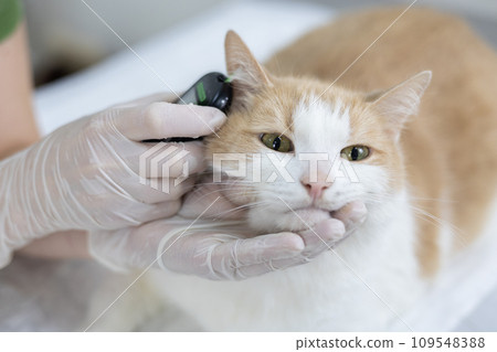 The veterinarian carefully removes a drop of blood from the cat's ear to measure glucose. A doctor drops a drop of blood onto a test strip in a glucose measuring machine. Glucosemetry. The veterinarian carefully removes a drop of blood from the cat's ear to measure glucose. A doctor drops a drop of blood onto a test strip in a glucose measuring machine. Glucosemetry. 109548388