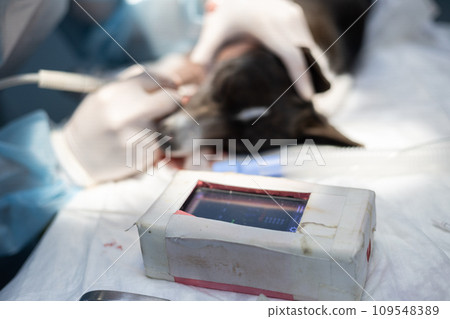 At the veterinary clinic, the dog's teeth are brushed under anesthesia while vital signs are monitored. While brushing the dog's teeth, the veterinarian monitors the pulse and pressure on the device. 109548389